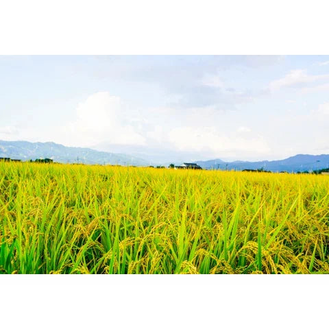 Gishi Kirimochi Dried Square Japanese Mochi Rice Cake 350g