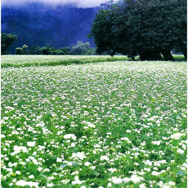 Kajino Juwari Soba Noodles Gluten-Free Japanese Buckwheat Noodles 200g