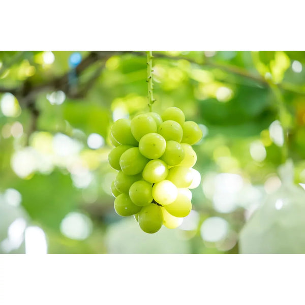 Morinaga Premium Hi-Chew Soft Chewy Shine Muscat Candy 35g