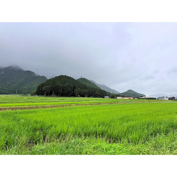 Organic Koshihikari Hakumai Rice Japanese White Rice 2kg