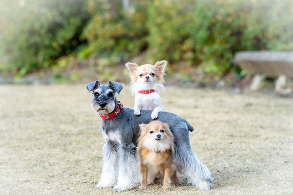 Dogs In Japan: How Japanese Dog Enthusiasts Choose & Care For Their Canine Friends-Japanese Taste