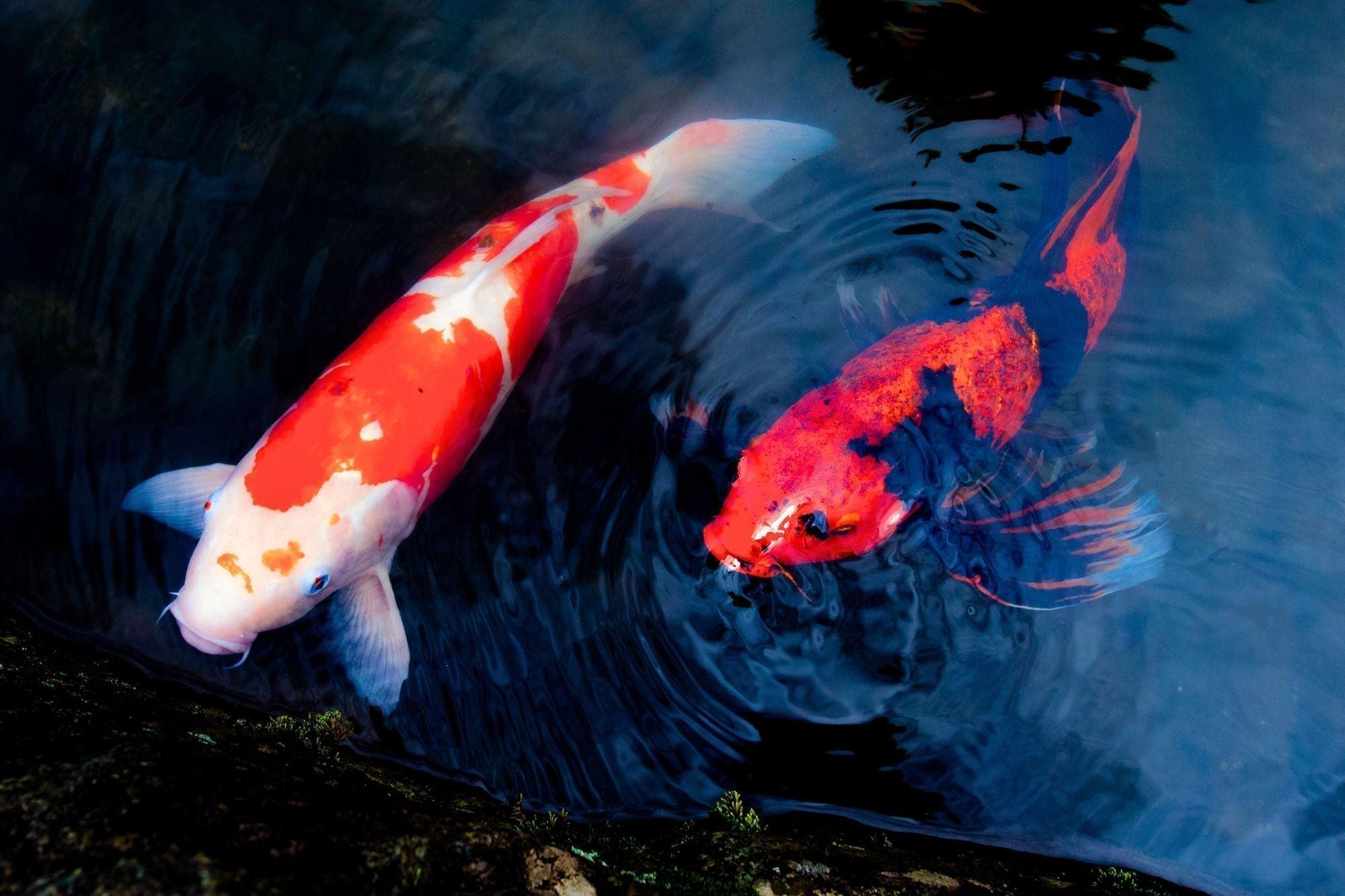 https://japanesetaste.co.uk/cdn/shop/articles/koi-fish-in-japanese-culture-significance-symbolism-and-art-japanese-taste_e9dc56c7-8a18-4a74-9692-83f36f29ab5d.jpg?v=1760495511&width=5760