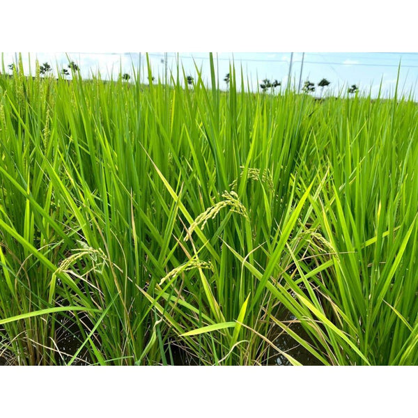 Sugiura Aizakura Hon Mirin 3 Years Aged Naturally Cultivated Sweet Rice Seasoning 300ml