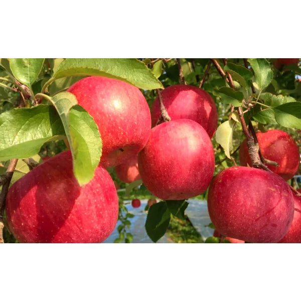 Tamura-Farm-Additive-Free-Premium-Aomori-Apple-Juice-500ml-4-2024-05-21T02:47:20.400Z.webp